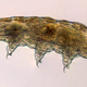 Microscopic image of a tardigrade.